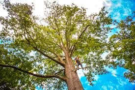 Best Root Management and Removal  in Linden, AL