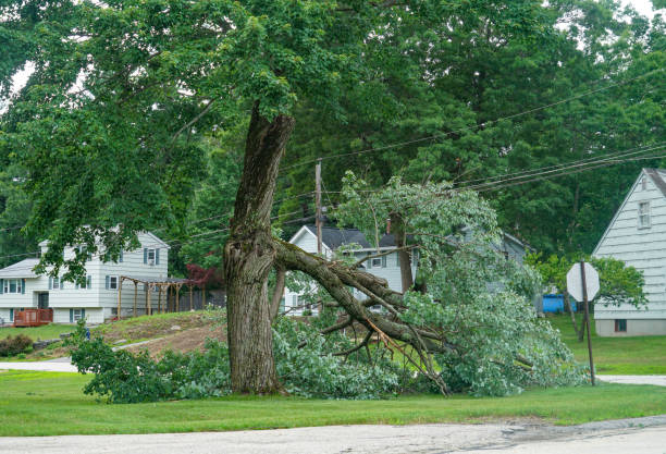 How Our Tree Care Process Works  in  Linden, AL